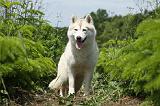 SIBERIAN HUSKY 333